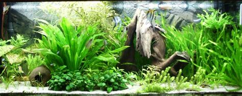 Beginners Guide To Setting Up Of A Gallon Aquarium Fishxperts