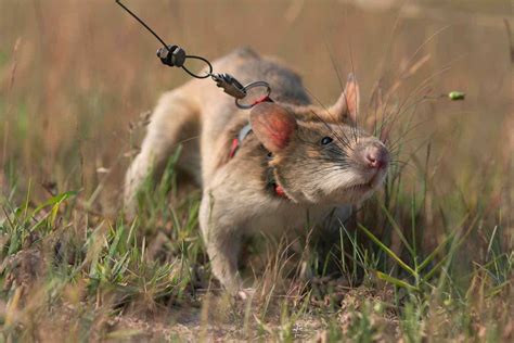 Adopt A HeroRAT Or HeroDOG