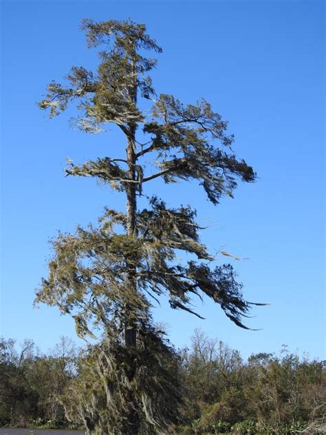 Louisiana Bayou Cypress stock photo. Image of trees, orleans - 142840