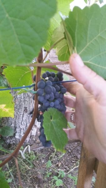 картофель семенной сортовой виноград чёрный сладкий сортПамяти ...