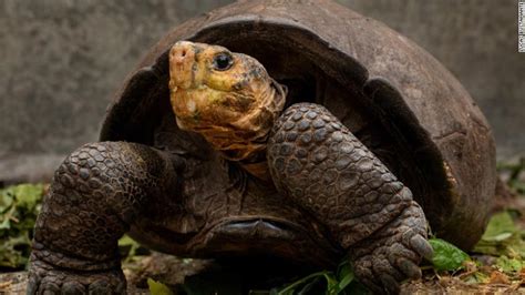 Galapagos Tortoise Species Was Thought To Be Extinct Until A Female