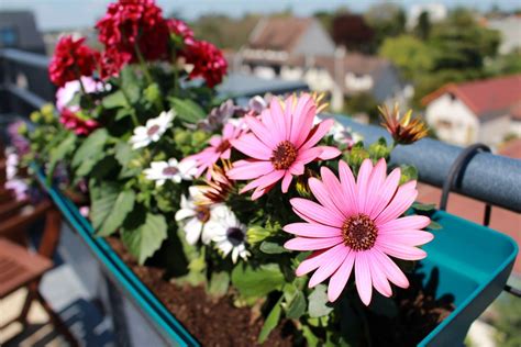 Bildet Anlegg Petal Balkong V R Hage Flora Dahlia