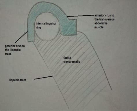 Inguinal Ring Anatomy