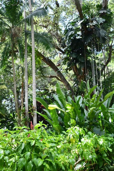 Flamingo Gardens in Davie, Florida Editorial Photo - Image of ibis