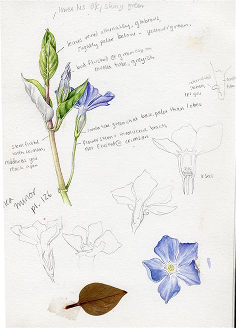 Botanical Illustration Sketchbook Studies Lizzie Harper