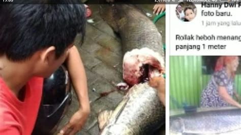 Pelepasan Ikan Predator Arapaima Namun Berakhir Seperti Ini