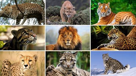 Launch Of International Big Cat Alliance Upsc Current Affairs Ias Gyan