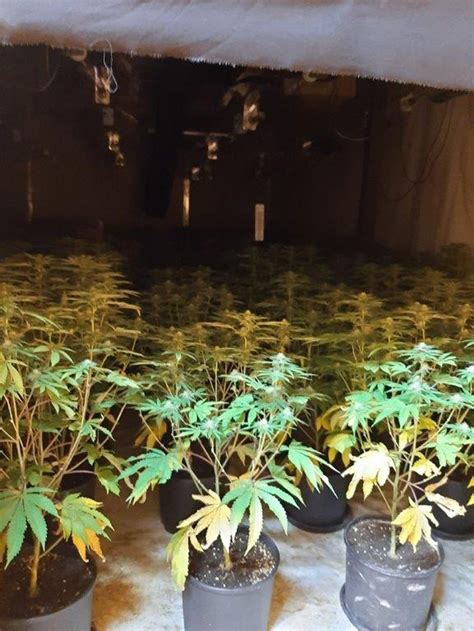 Police Raid Suspected Cannabis Farm Salisbury And Avon Gazette In