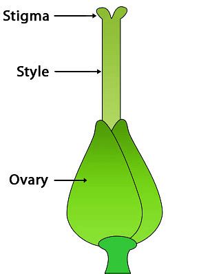 Pistil: Definition, Interaction, Structure & Function