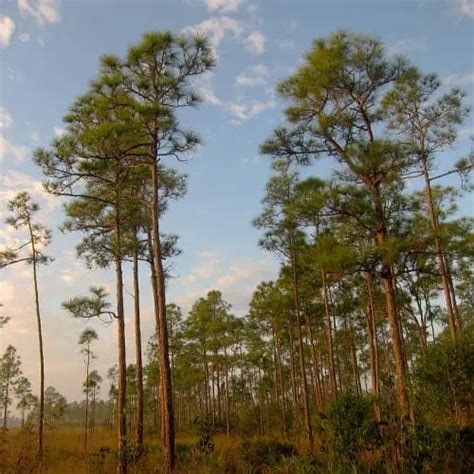 20 Drought Tolerant Plants for Florida - Pond Informer