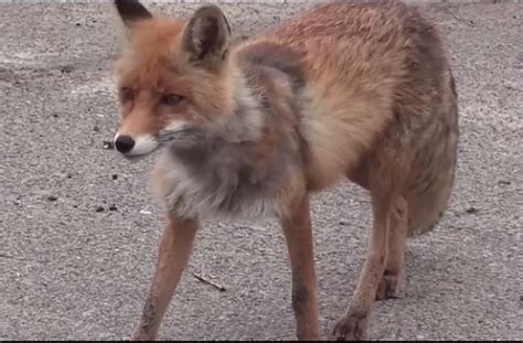 Лисица вилнее във врачанско село