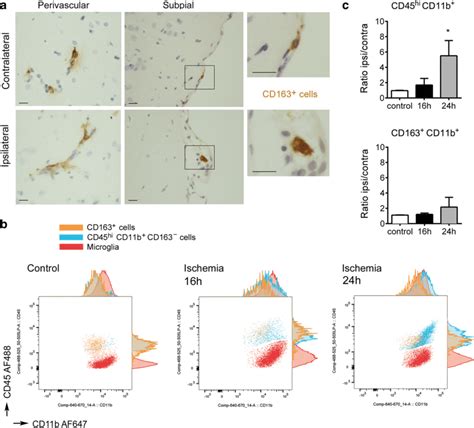 Features Of The Cd163⁺ Macrophages In The Acute Phase Of Stroke A Download Scientific Diagram