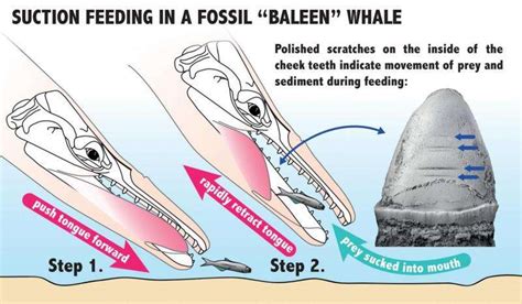 The evolution of the baleen in whales