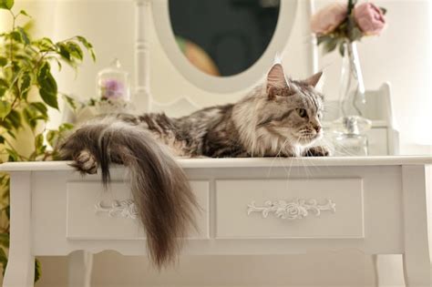 Premium Photo Cute Gray Fluffy Maine Coon Cat Lies On A White Boudoir