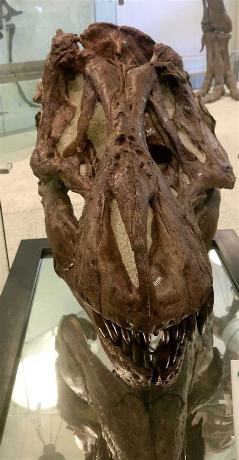 Louisville Fossils and Beyond: Tyrannosaurus rex Dinosaur Skull Fossil