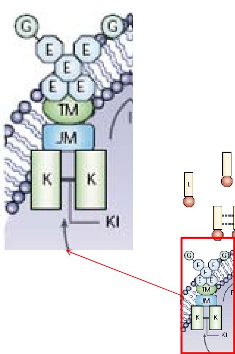 2. Flt3 receptor structure and activation mechanism [23] | Download ...