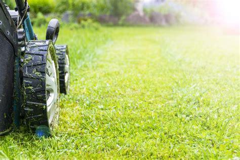 Tips For Reviving Your Lawn After Winter Rismedias Housecall