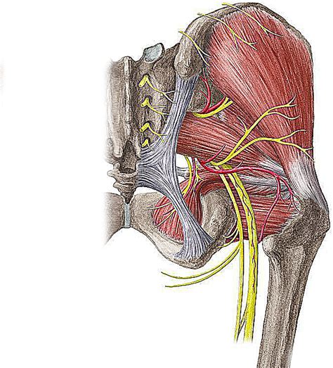 Tratamento Para Artrose De Quadril Sem Cirurgia Inje Es De