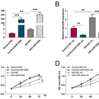 MiR 520h Affects The Viability And Apoptosis Of HG Induced HTR 8 SVNEO