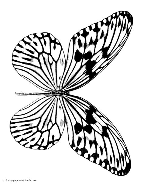 Realistic butterfly coloring pages || COLORING-PAGES-PRINTABLE.COM