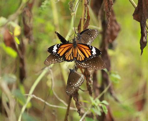 Butterflies Butterfly Free Photo On Pixabay Pixabay