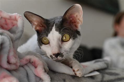 Gatti Anallergici Scopri Tutte Le Razze Con Foto Cuccioliamo It