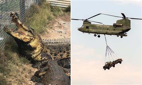 Army Helicopters Flying Overhead At Queensland Farm Spark A Sex Frenzy Among Crocodiles Daily