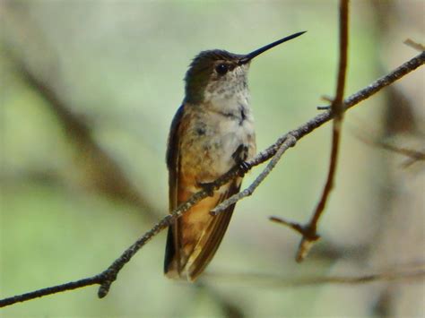 Broad Tailed Hummingbird Female Selasphorus Platycercus Flickr