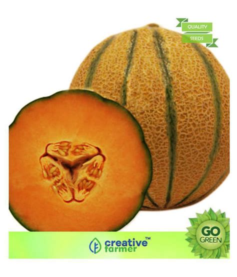 Vegetable Seeds Hybrid Muskmelon Seeds F1 Seeds Musk Melon Golden