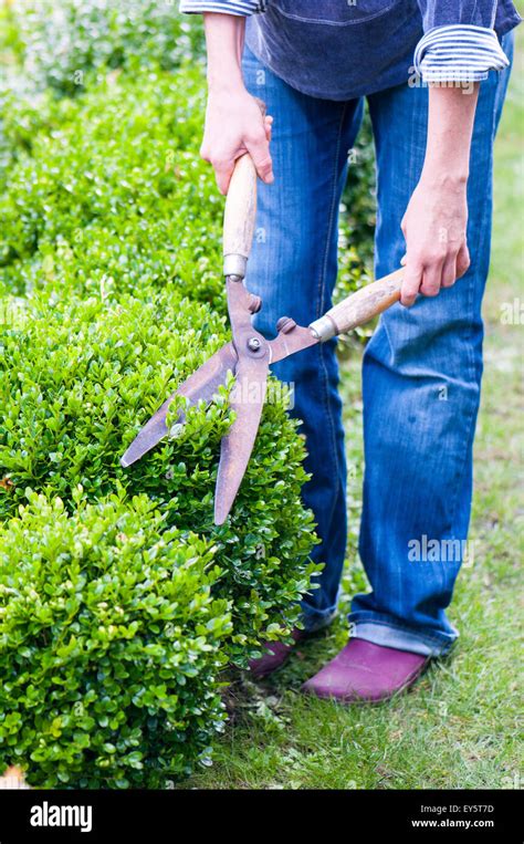 Pruning Of Box Hedge In A Garden With Shear Pairs Stock Photo Alamy