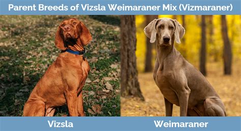 Vizmaraner Vizsla Weimaraner Mix Pictures Care Guide Temperament