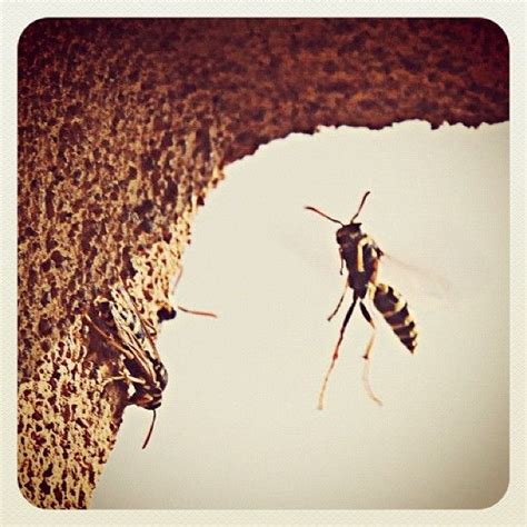 Repel Wasps And Hornets Naturally And Safely Preventative Tips Are Great