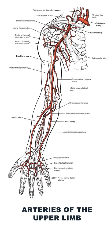 Arteries Diagram Upper Body Diagram Main Arteries Human Body | Images and Photos finder