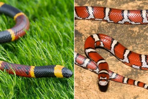 Coral Snake Vs Milk Snake: Key Differences Explained - Abaary.com