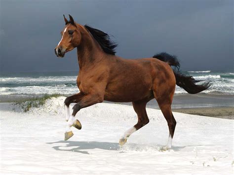 horse amazing facts  pictures  wildlife