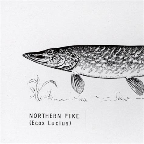 Northern Pike Drawing at PaintingValley.com | Explore collection of ...