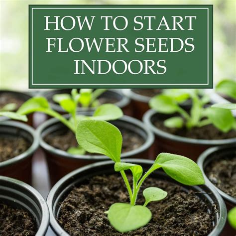 plant seeds        start seedlings