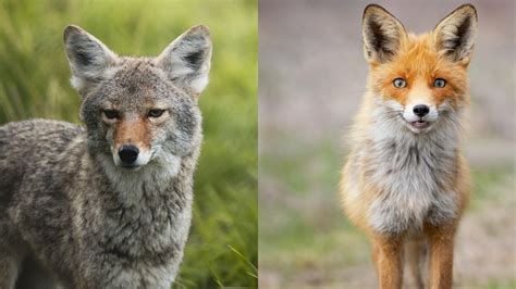 Difference Between Fox and Coyote | Outdoor Pests