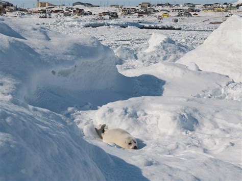 Antarctica’s Sea Ice Shrinks To New Record Low