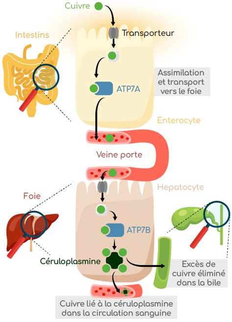 Cuivre Caract Ristiques Et R Les Biologiques Nutrixeal Info