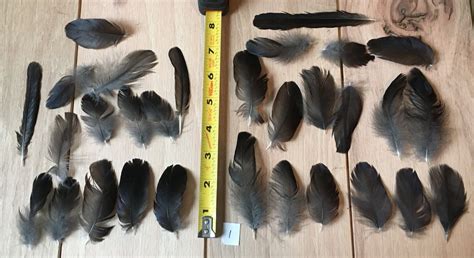 are these crow feathers? Raven? : r/crows