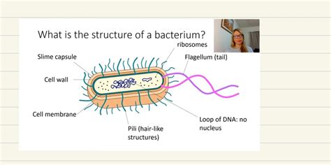 Structures Of A Bacterium Diagram Quizlet