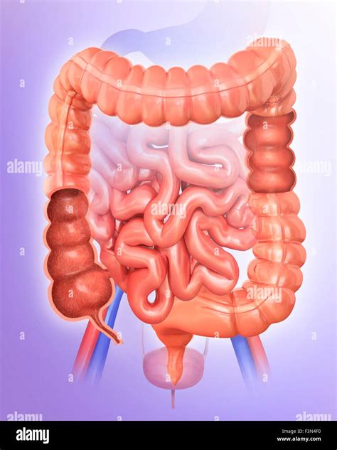 Intestines Illustration Hi Res Stock Photography And Images Alamy