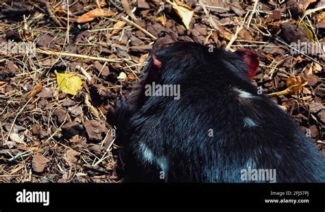 Tasmanian Devil, sick from devil facial tumor disease cancer Stock Video Footage - Alamy