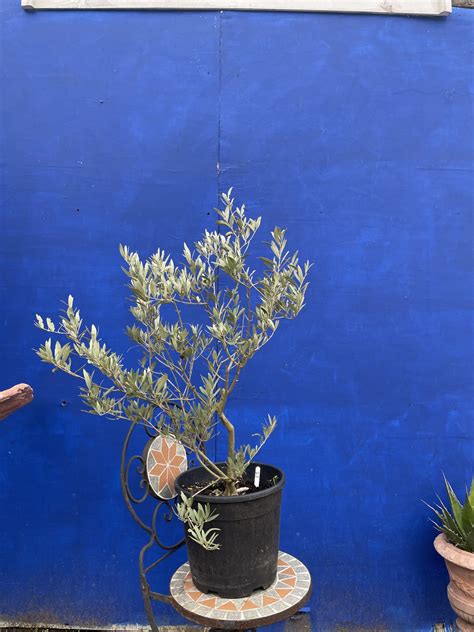 U.K grown Olive Tree- free delivery - The Norfolk Olive Tree Company