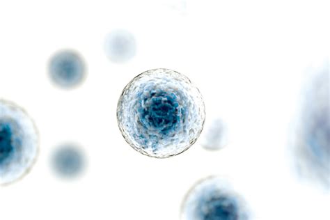 An Introduction To Stem Cells And Stem Cell Therapy Celltex