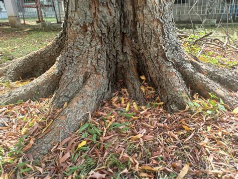 The roots of Trembesi Tree stock photo. Image of nature - 219024484