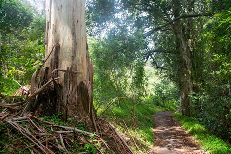 Dangar Falls (Dorrigo) - swim beneath an enormous waterfall | Hiking ...