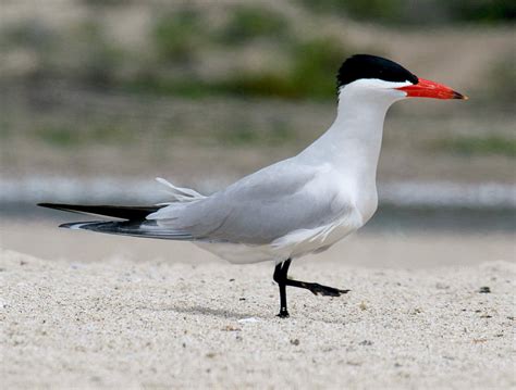 Caspian Tern Hydroprogne Caspia Boreal Songbird Initiative