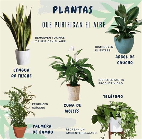 5 Plantas Que Debes Colocar En La Entrada De Tu Casa Para Alejar